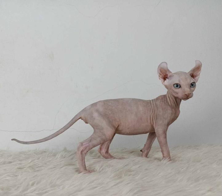 32.แมวเอลฟ์/เพศเมีย หาบ้าน Elf Cat/Female looking for a new home 3