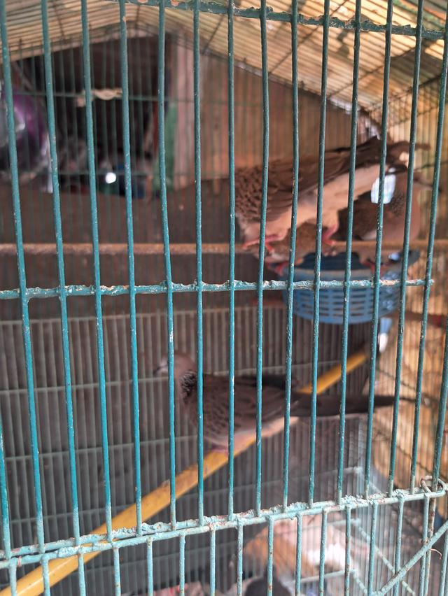 นกเขาใหญ่ นกเขาชวา