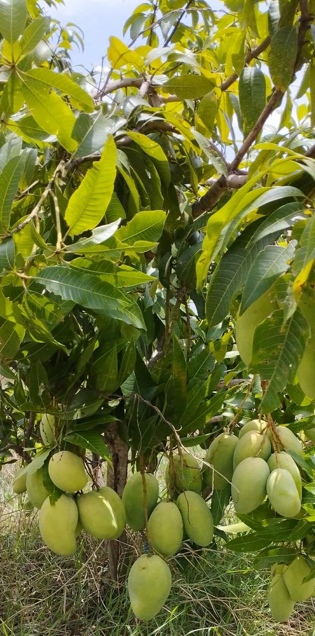 ขายด่วน ที่ดินอีสาน จ.ร้อยเอ็ด 7