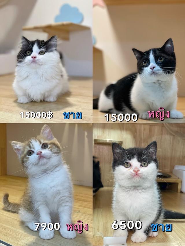 ลูกแมวมันช์กิ้น ขาสั้น และขาปกติ