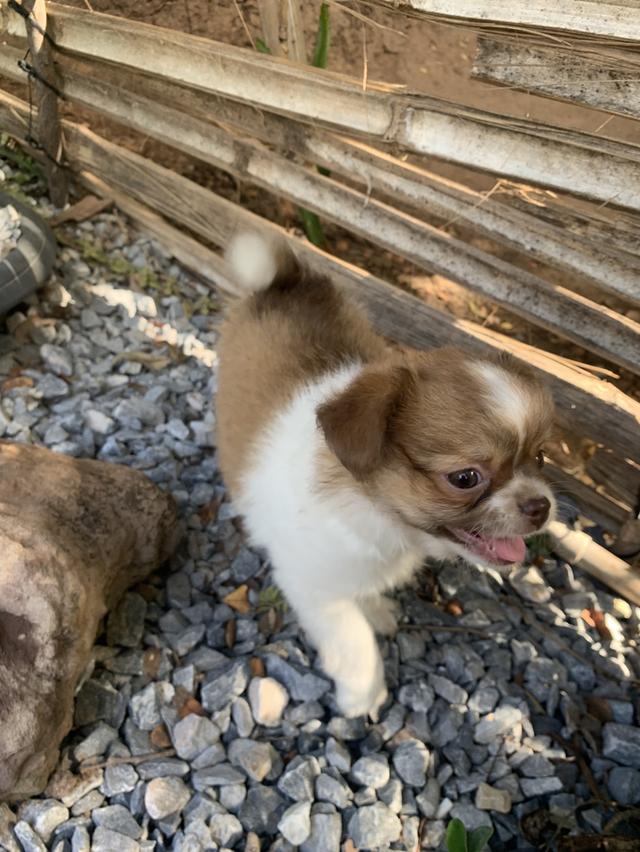 น้องกระรอก 7