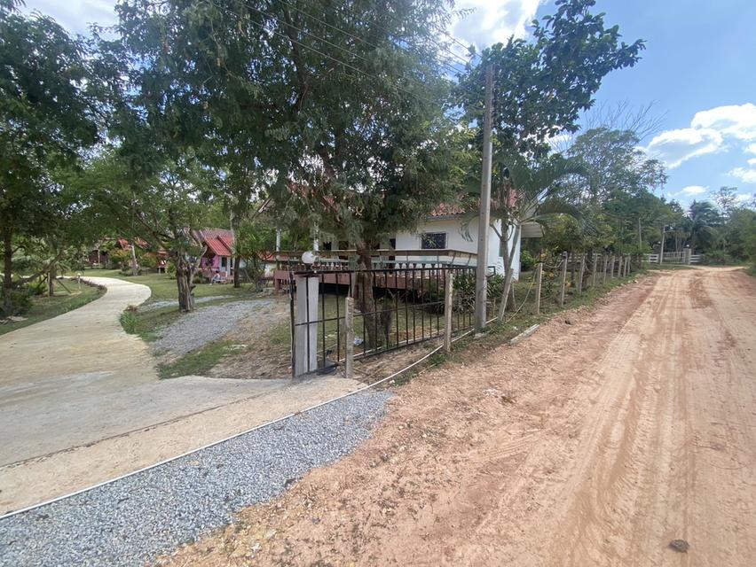 ไร่ชมจันทร์ วังน้ำเขียว 14ไร่ 13