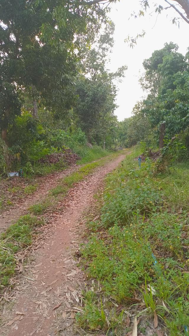 ที่ดินติดแหล่งน้ำคลองห้วยหายาก 3