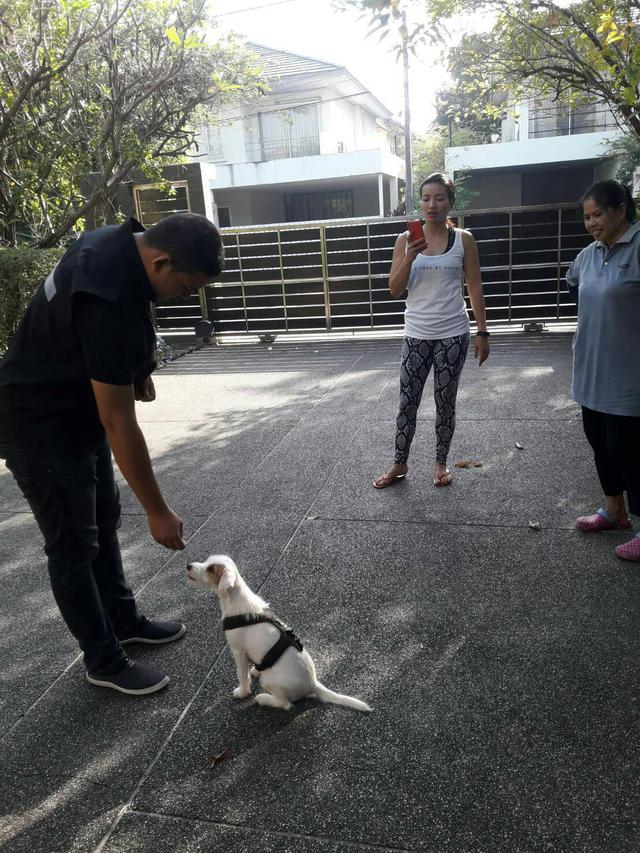รับฝึกสุนัขในและนอกสถานที่ 2