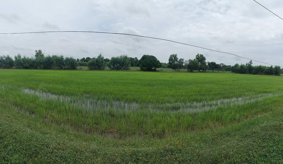 ที่นาจังหวัดร้อยเอ็ด 33 ไร่ อำเภอสุวรรณภูมิ ราคาต่อรองได้ 2