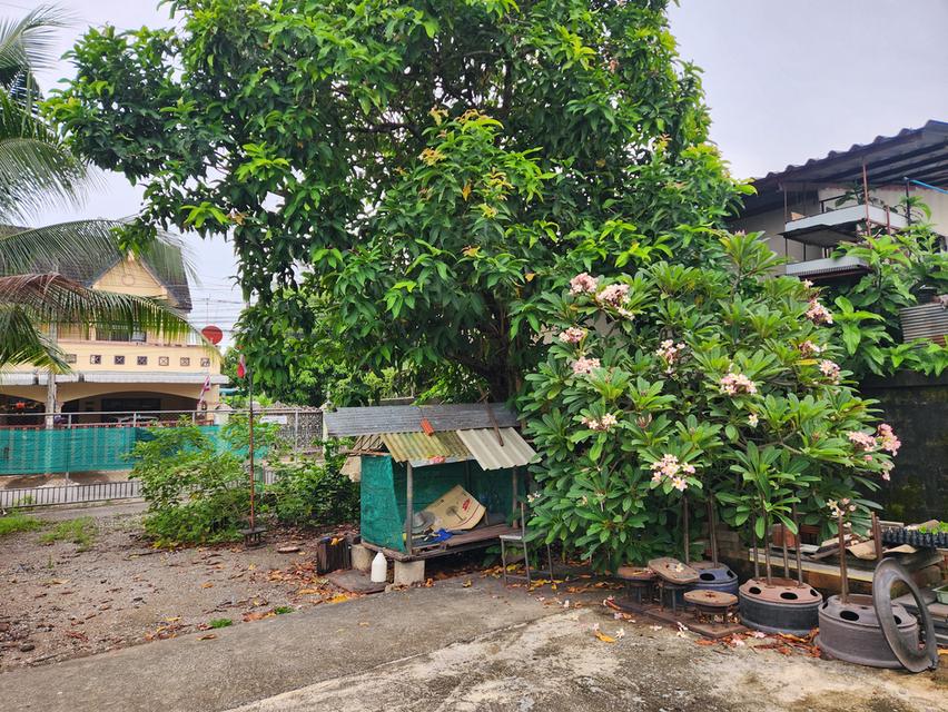 ขายด่วน !!! ที่ดินพร้อมสิ่งปลูกสร้าง อ.เมือง จ.สุราษฎร์ธานี 4