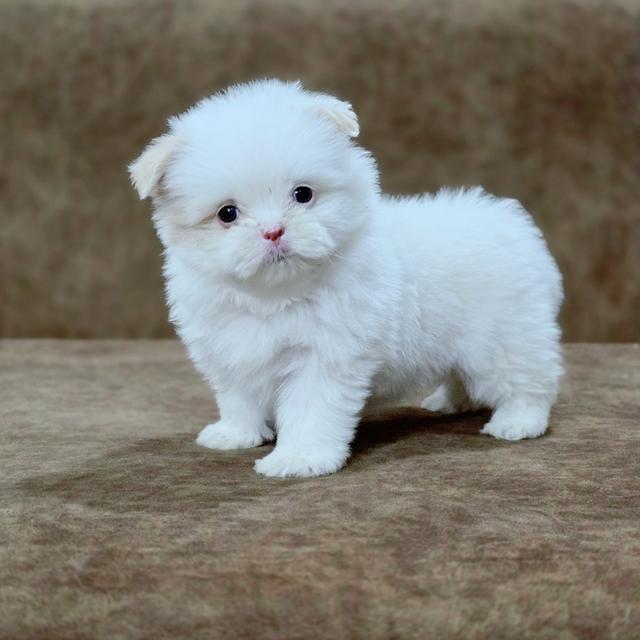 น้องปุยนุ่นชิสุผสมพุดเดิ้ล 3