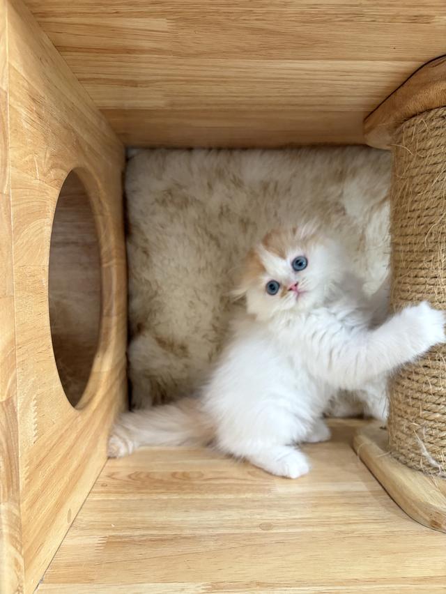 Scottish Fold Male 👦