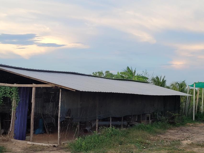 ขายที่ดินพร้อมสวน 10