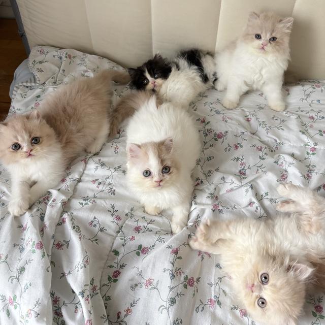 ❌🏠ได้บ้านหมดแล้ว เปอร์เซีย ญ 2