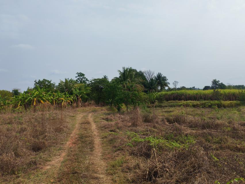 ขายด่วนที่ดิน ขายด่วน ที่ดินสวยแปลงใหญ่ 2แปลงติดกัน ไร่ละ 86,000 บาท จำนวน46-3-31 ไร่ และ 17-0-25 ไร่ เจ้าของคนเดียวกัน เป็นที่ไร่ผสมนา ติดทางสาธารณะท 4