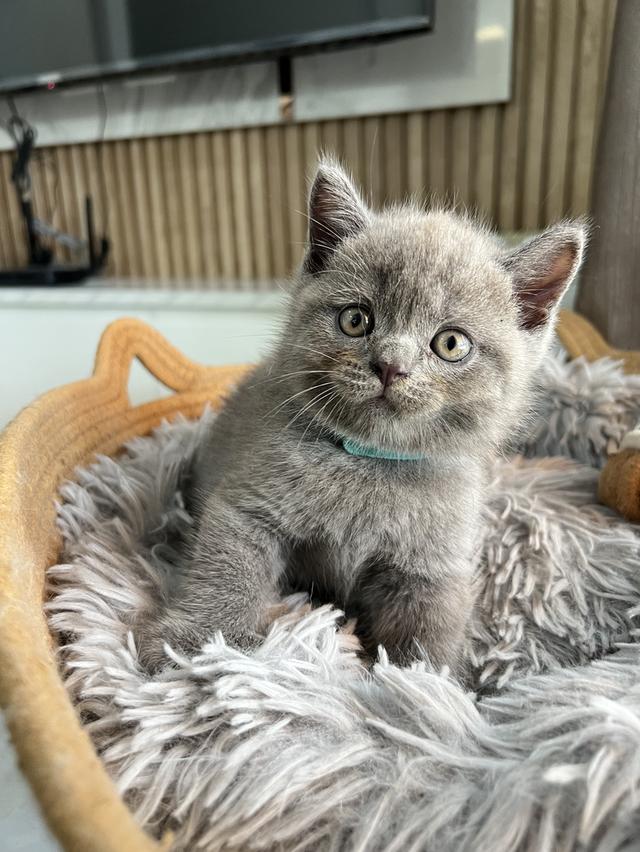ลูกแมว บริติช ช็อตแฮร์ ใบเพ็ดนอกWCF(British Shorthair)