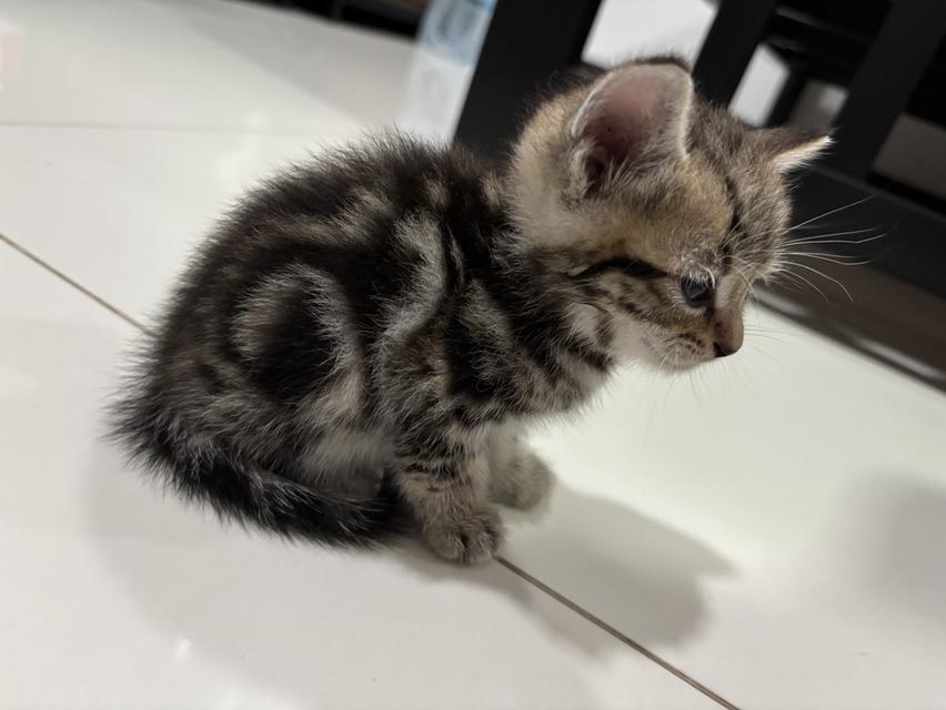 ลูกแมว American Shorthair 6