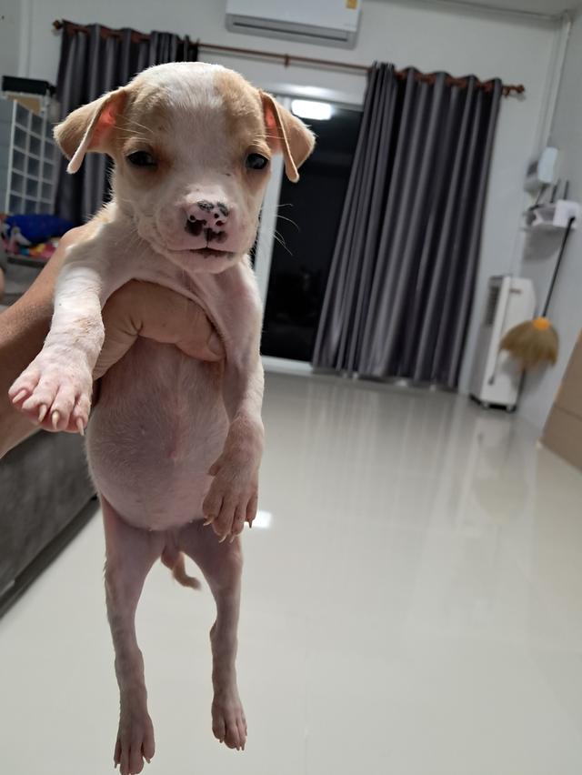 ลูกสุนัข 3