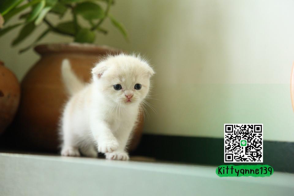 แมวสก็อตติชโฟลด์แท้พ่อพกใบwcf 17