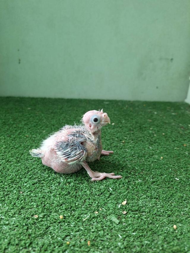 ลูกป้อนนกแก้วค๊อกคาเทล