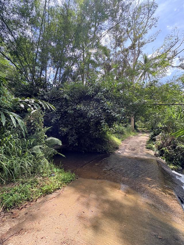 ขายที่ดิน 49 ไร่ ใกล้เมืองเบตง กม.6 สวนทุเรียน + ยางพารา + น้ำลำธารตลอดปี 💦🌳
