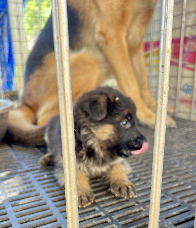 ลูกสุนัขอาเซเซี่ยนเพศเมีย 2