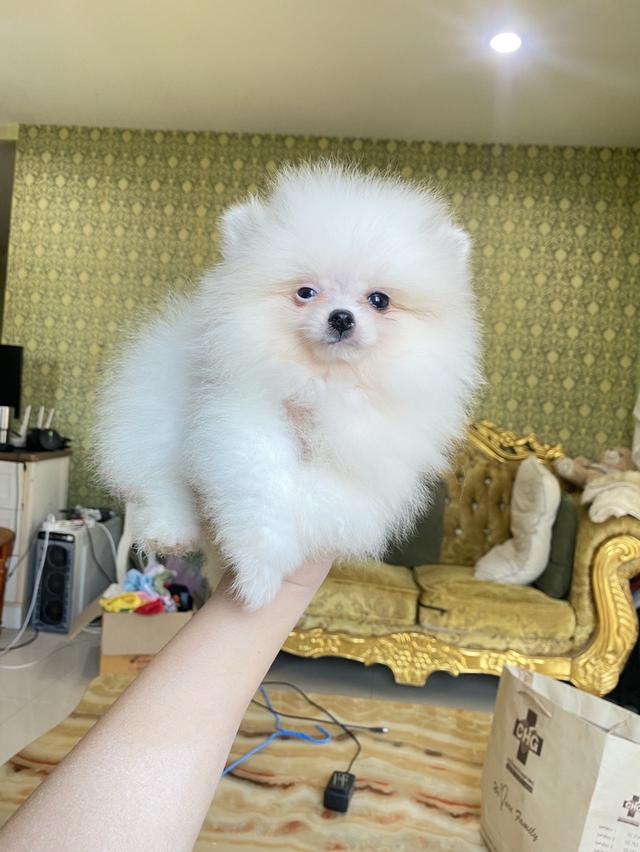 ลูกปอมแท้ สนใจสอบถามได้ พร้อมส่ง