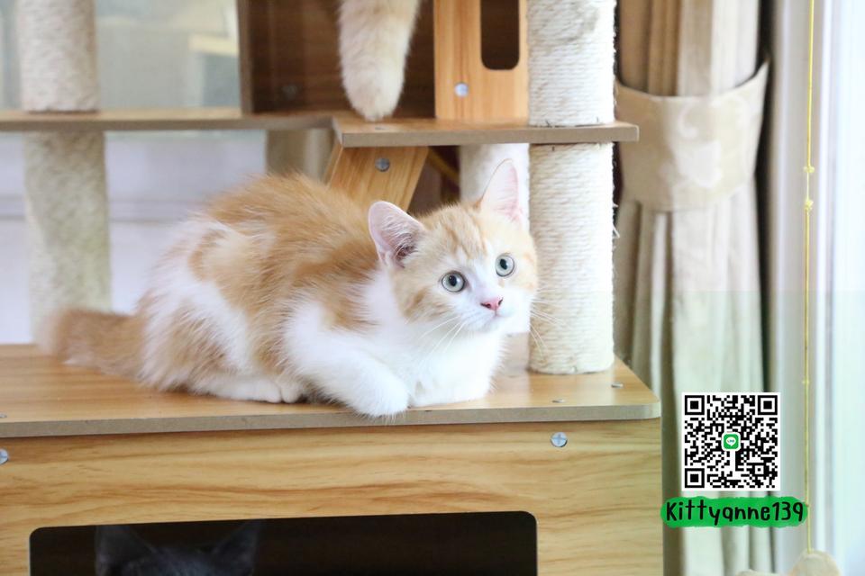 ลูกแมวบริติชหิมาลายันพร้อมย้ายบ้าน รูปที่ 9