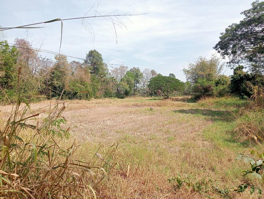 บ้านและที่ดินแปลงใหญ่ 4 ไร่เศษ ในเขตเทศบาลเมืองกาฬสินธุ์ 2