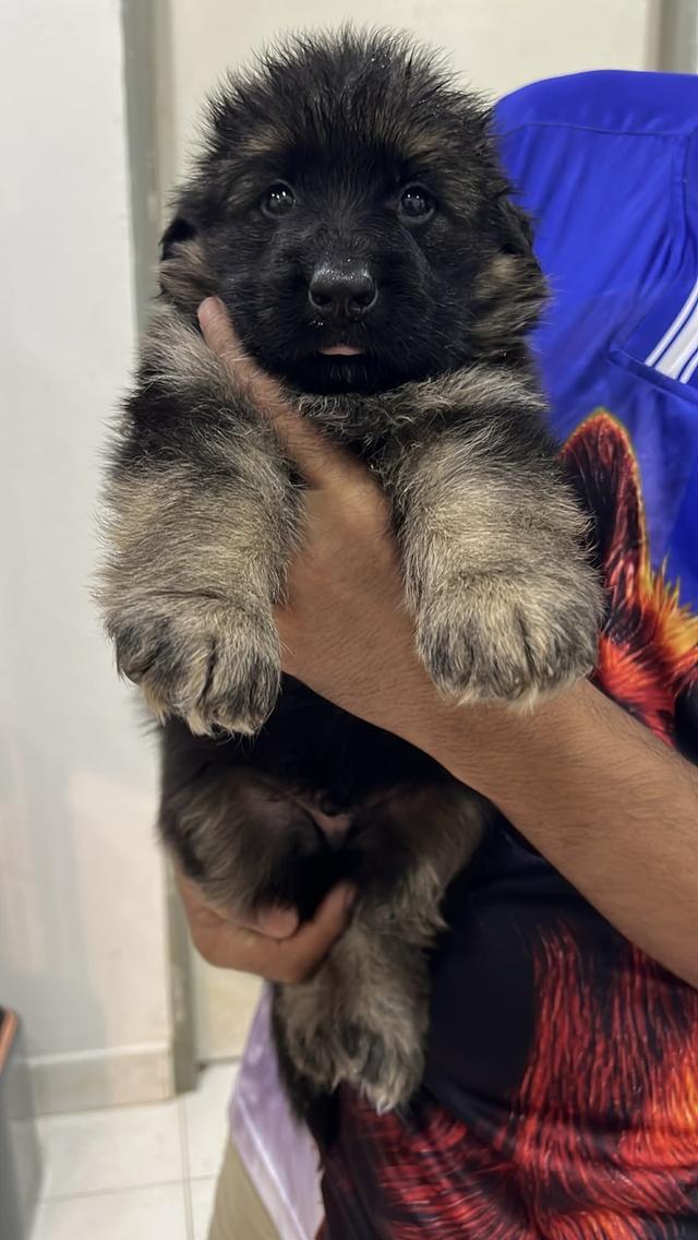 ลูกสุนัขเยอรมันเชพเพิร์ด