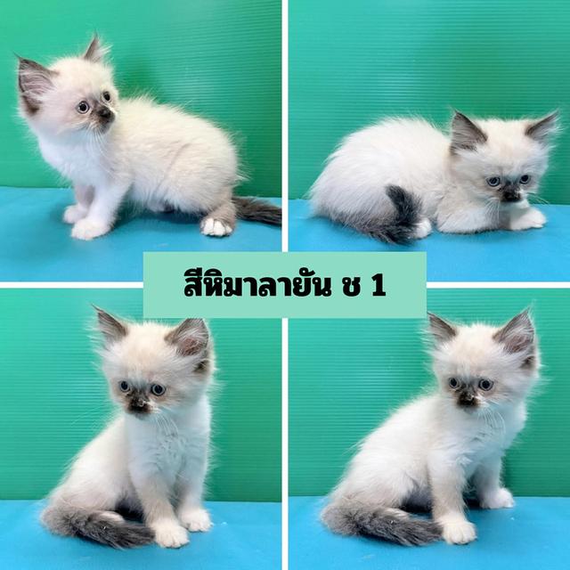 เปอร์เซียแท้ พร้อมย้ายบ้าน รูปที่ 4