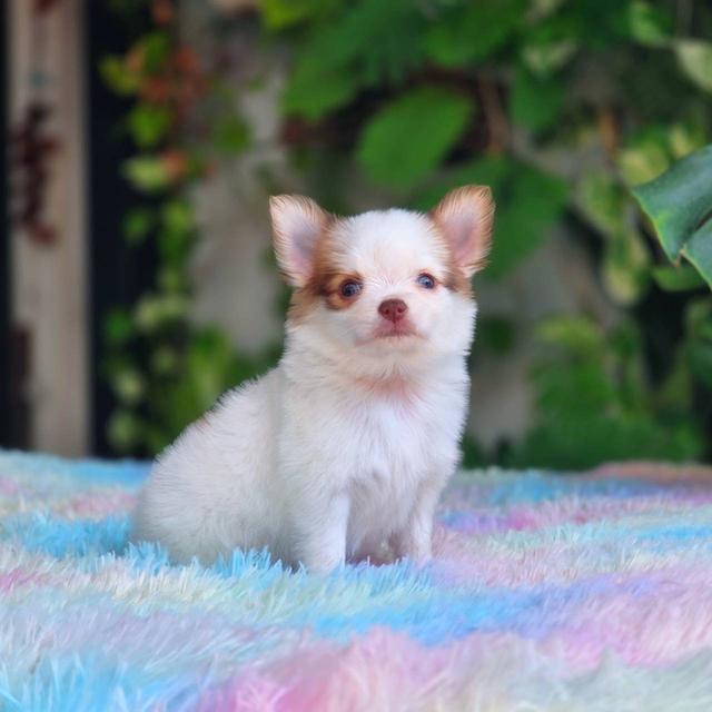 ชิวาวาผสมปอม เพศผู้ พิกัดรามอินทรา 8