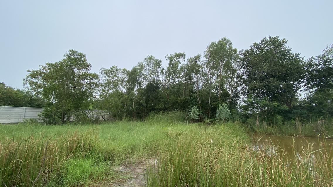 ขายด่วนที่ดินคลองสอง 183 ตรวติดถนนคอนกรีตสาธารณะ ซ.ไอยรา 22 อ.คลองหลวง จ.ปทุมธานี 7