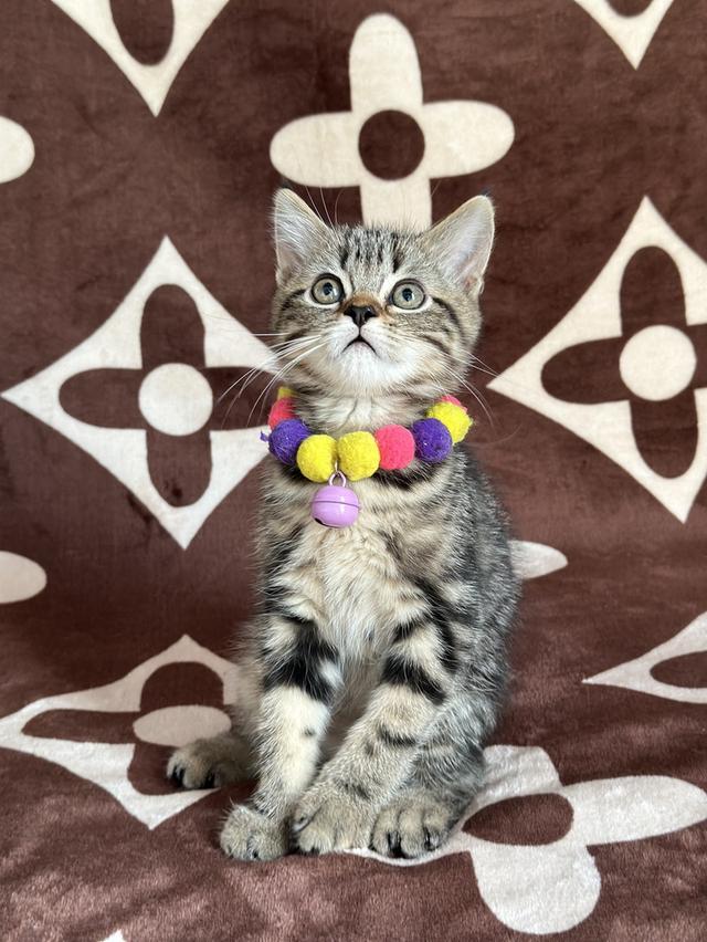 (ช) แมวสก็อตติชผสมเปอร์เซีย 2