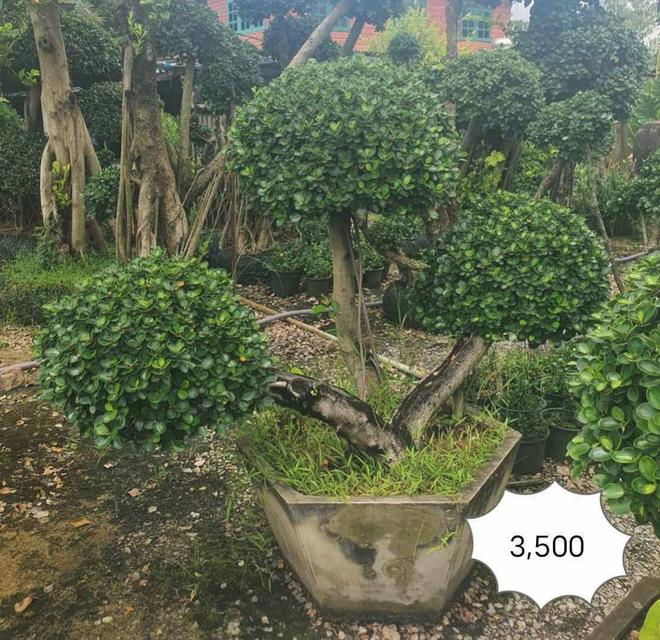 ไทรต่อยอดช้อนเงินช้อนทอง รูปที่ 16