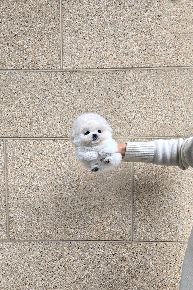 ขาย Mini Bichon Frise แท้ นำเข้าจากเกาหลี ขนาดเล็กมาก น่ารักสุดๆ รูปที่ 2