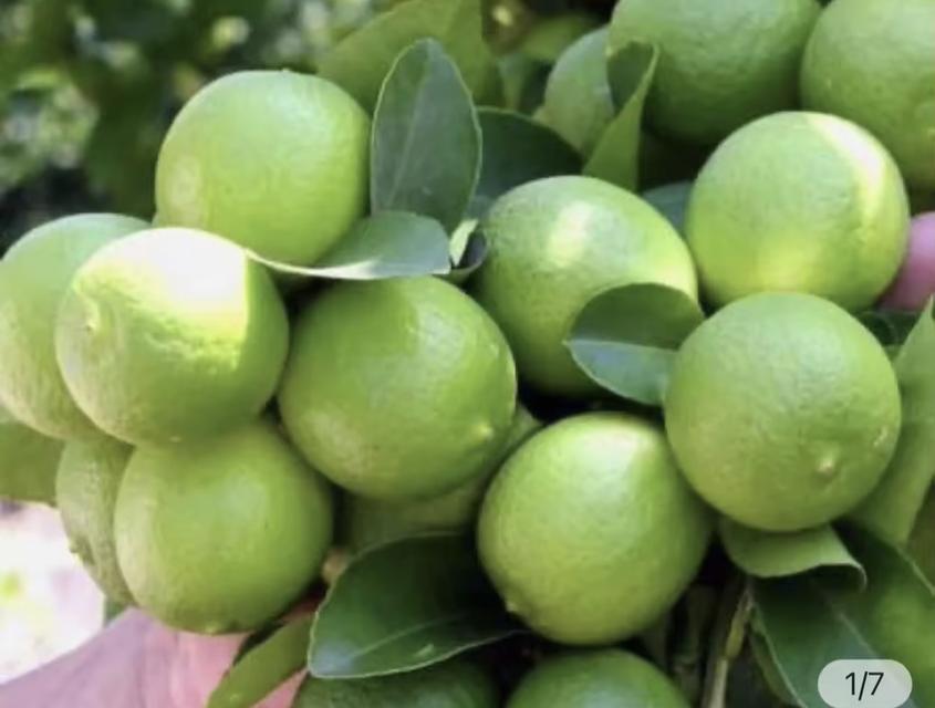 ฮอร์โมนพืช 1 ลิตรและรับจ้างผลิต 4