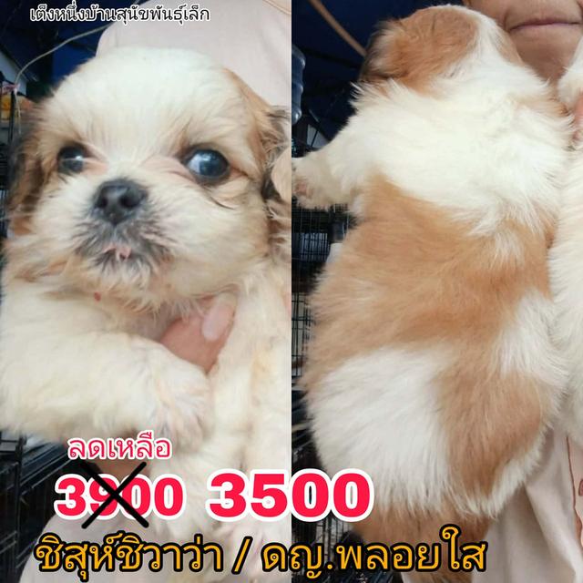 **ด่วน** 3900 ลดเหลือ 3000/3500 ชิสุห์ชิวาว่า ไซส์เล็ก พร้อมย้าย