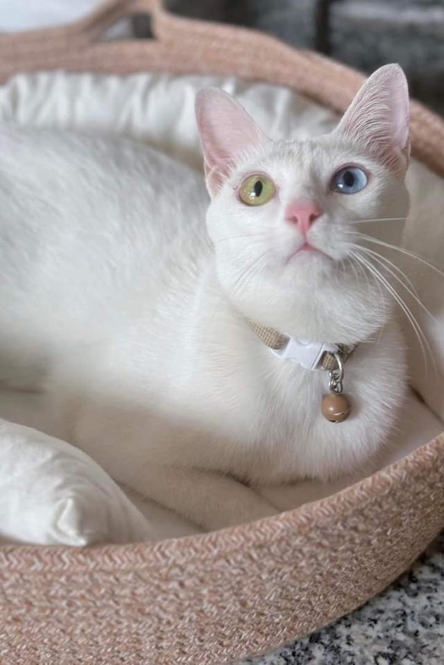 ขายแมวขาวมณีตาสองสี 2