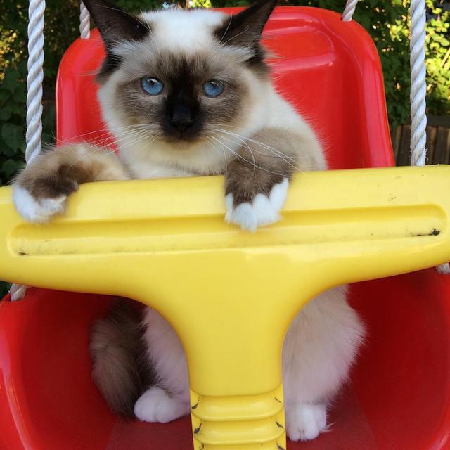 Three Birman Kitten Available WhatsApp me : +66 63 826 3042 รูปย่อยที่ 2