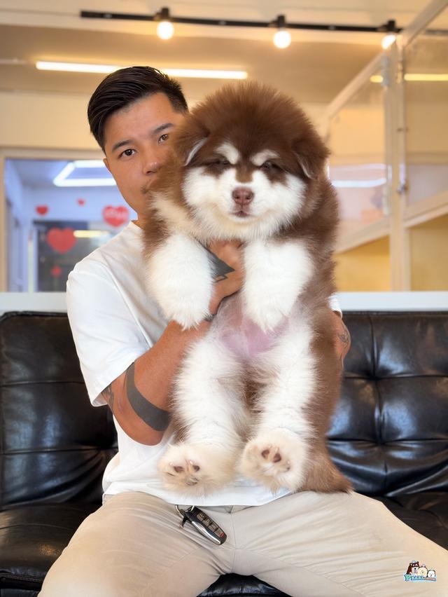 น้องอลาสกัน ไจแอนด์ นำเข้าจากต่างประเทศ