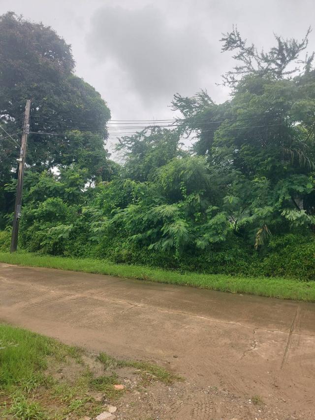 ขายที่ดิน 200 ตร.ว. หมู่บ้านเอื้อสุข พัฒนาการ 58 ซอย 6 ใกล้ถนนศรีนครินทร์ 2