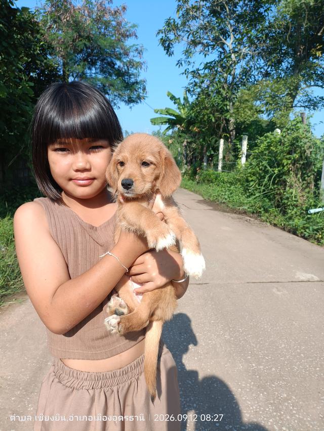 บีเกิ้ลผสมชิสุสุนัขไซร์กลาง