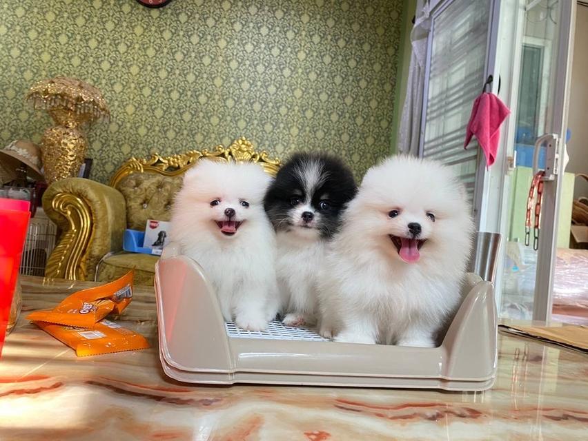 ลูกปอมเมอเรเนียนแท้ พร้อมเลี้ยงจ้า  3