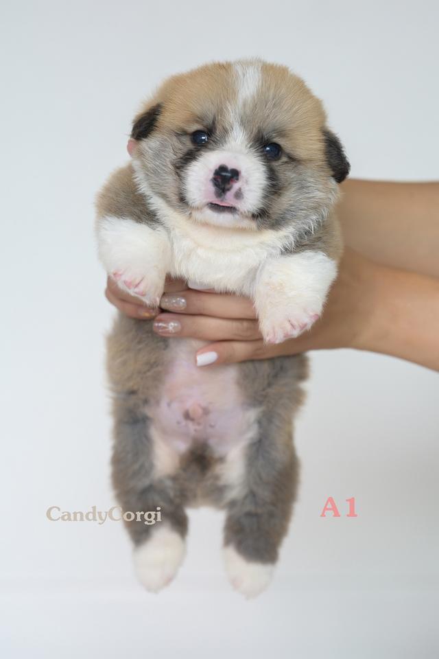 คอร์กี้ (Welsh Corgi)