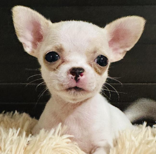 เด็กชายชิวาว่าสายเลือดแชมป์เวียดนาม