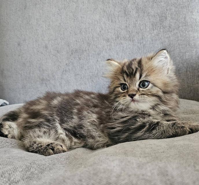 สก็อตติชโฟลด์ นกฮูกน้อย