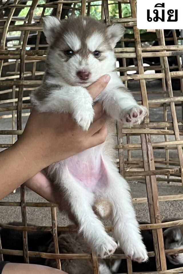 ไซบีเรียนวูดลี่โค้ด ชาย5หญิง3 รูปที่ 6