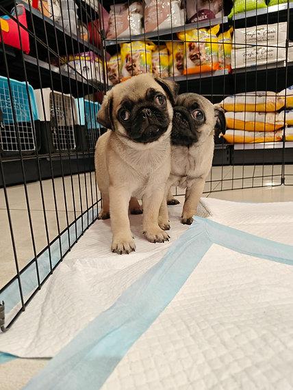 Pug Puppies WhatsApp me : +66 63 826 3042 รูปย่อยที่ 2