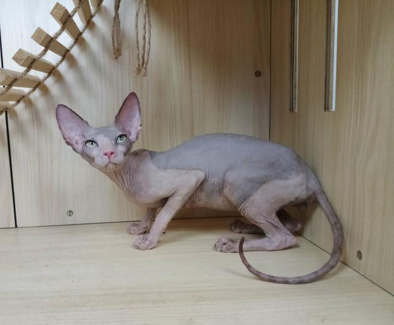 36.แมวสฟิงซ์/เพศผู้ Sphynx Cat/Male รูปย่อยที่ 4