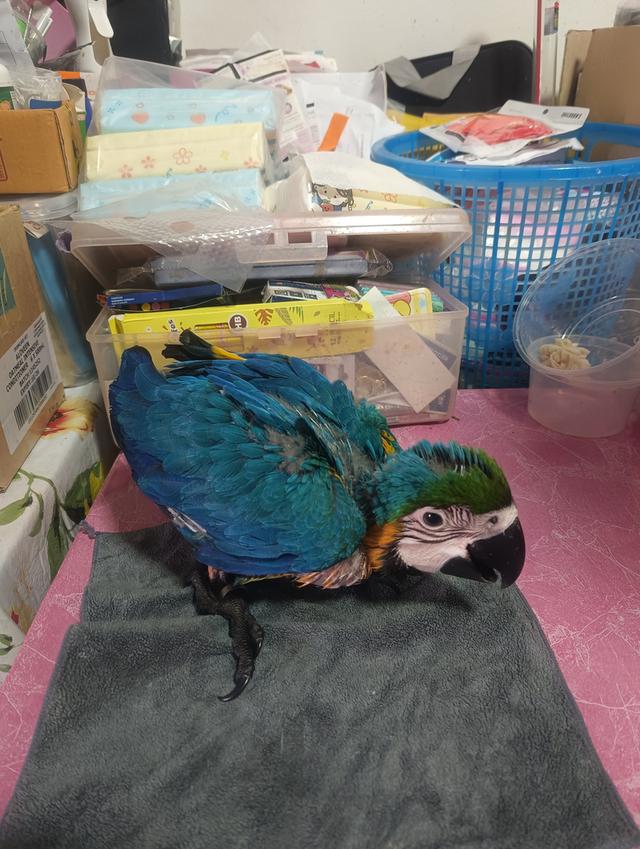 บลูโกล Blue and Gold Macaw 6