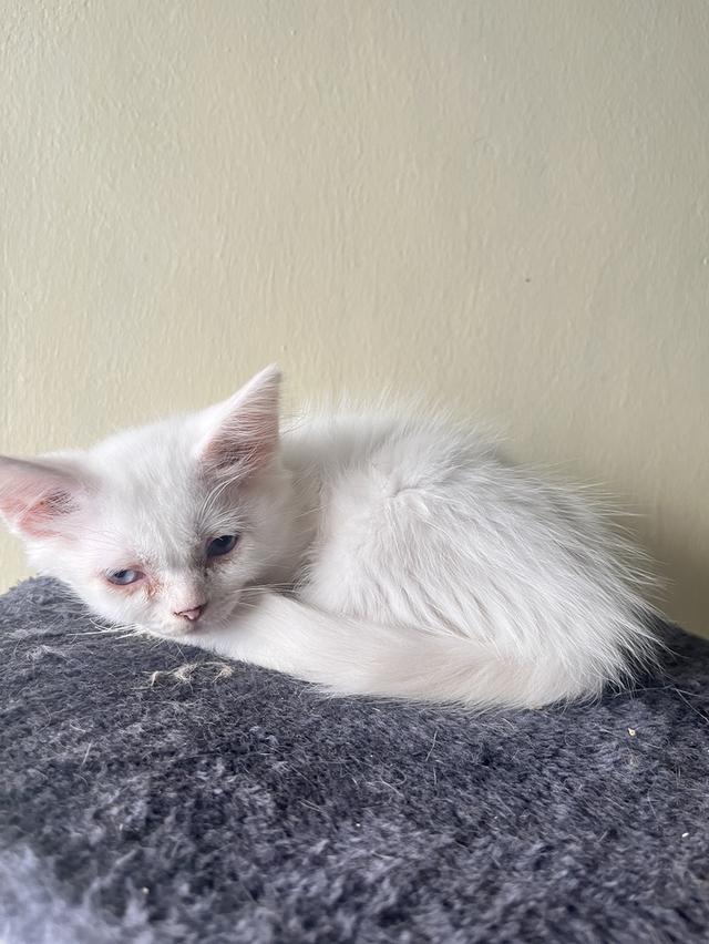 ขายน้องแมว หาบ้านใหม่ให้น้อง