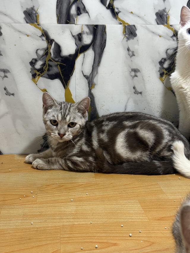 แมวพันธุ์อเมริกันช็อตแฮร์ 2