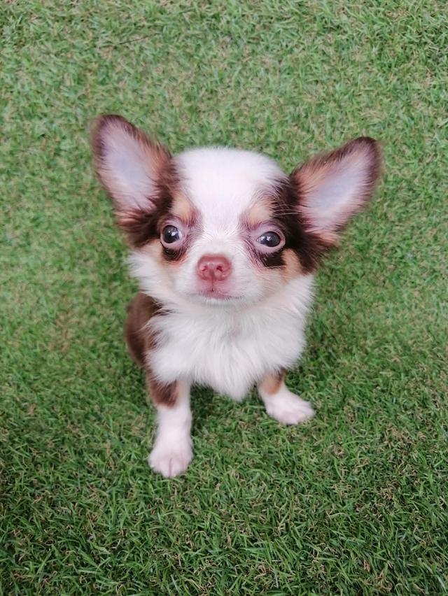 ชิวาว่าแท้ขนยาวสีช็อค ชาย 13